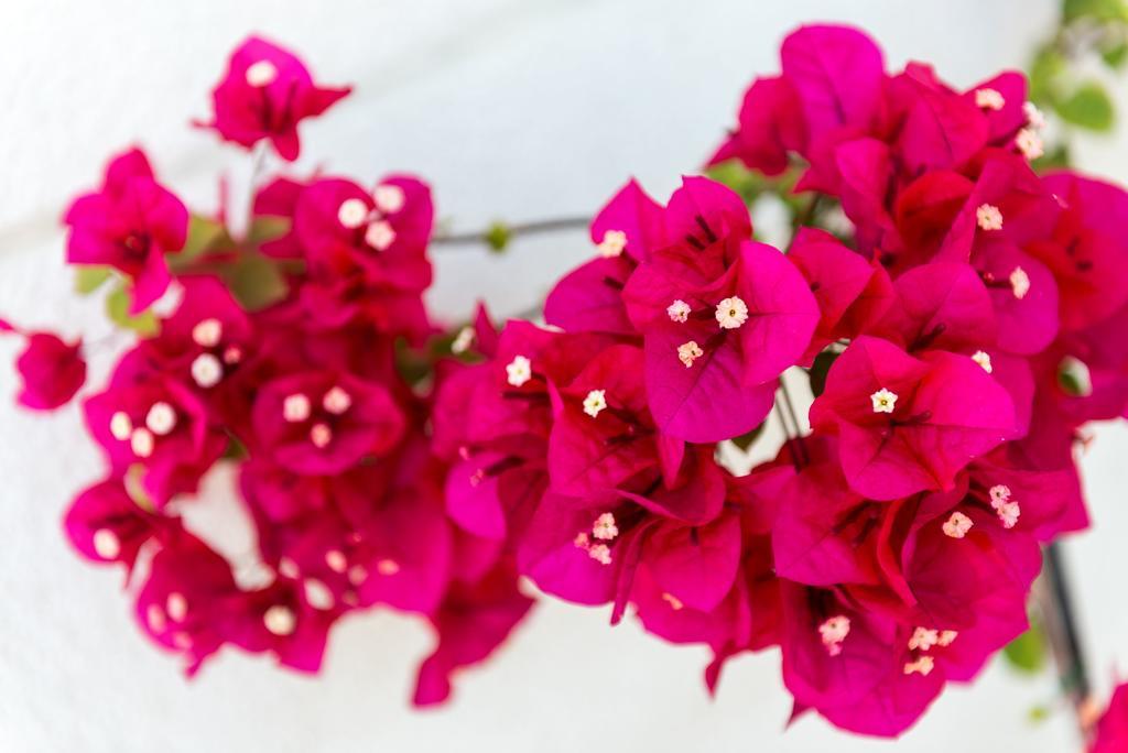 Apartment Gaura